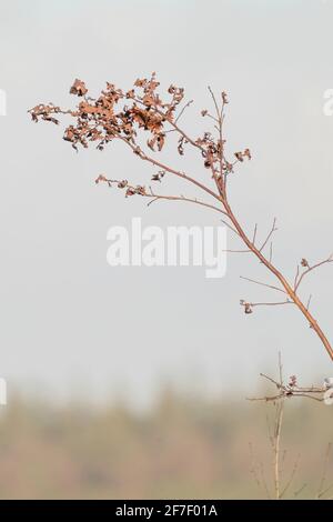 Toile de fond d'une branche de chêne avec des feuilles d'automne. Prise de vue verticale avec bord de forêt défoqué. Vue pittoresque. Automne nature Banque D'Images