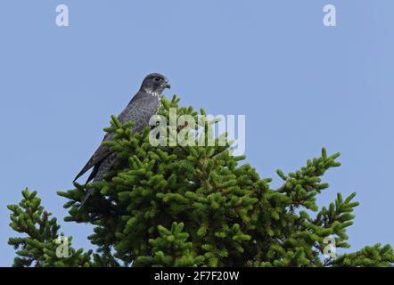 Gyrfalcon, Falco rusticolus, assis sur le dessus de l'épinette Banque D'Images