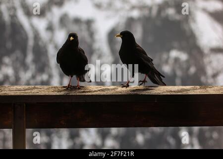 Deux corneilles noires sur un mur ou une clôture sur un balcon sur un fond blanc enneigé. Banque D'Images
