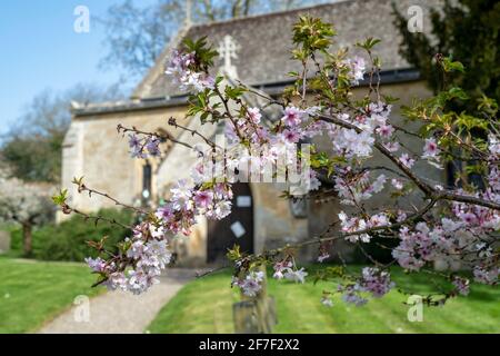 Cerisier en fleur dans le cimetière de St Faith dans le village cotswold d’Overbury au printemps. Cotswolds, Worcestershire, Angleterre Banque D'Images