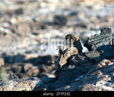 La chouette à éperon de Galapagos (ASIO flammeus ssp. Galapagoensis) perchée entre les roches Banque D'Images