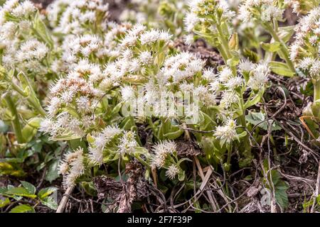 Le pétasite albus, le butterbur blanc, est une espèce de plantes à fleurs de la famille des Asteraceae. Il est originaire d'Europe centrale et du Caucase. Banque D'Images