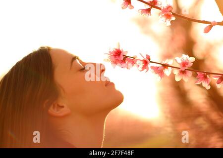 Profil d'une femme heureuse qui sent des fleurs de l'arbre pendant fleurir au printemps au coucher du soleil dans un champ Banque D'Images