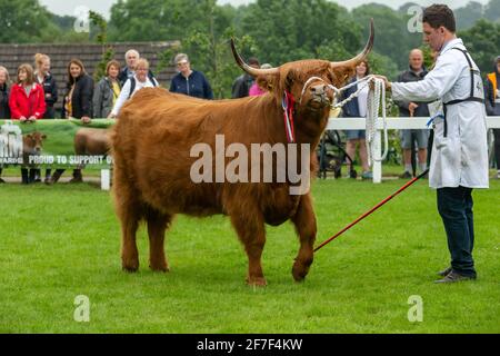 Harrogate, Angleterre, août 9 2019 gros plan d'un taureau des Highlands primé présenté au Great Yorkshire Show, Royaume-Uni, avec deux Rosettes et étant Banque D'Images