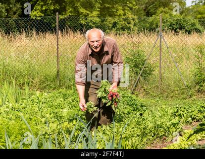 Homme âgé avec des radis fraîchement cueillis dans le jardin de légumes. Banque D'Images