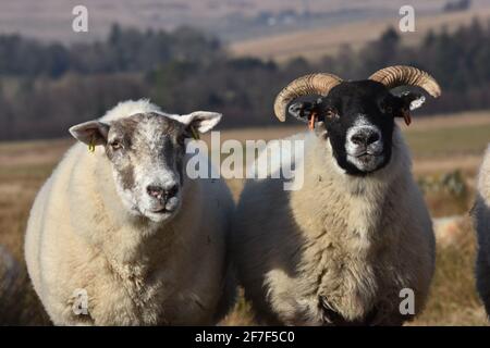 Cross ewe, Marbrack Farm, Castle Douglas, Écosse Banque D'Images