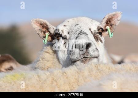 Cross ewe, Marbrack Farm, Castle Douglas, Écosse Banque D'Images