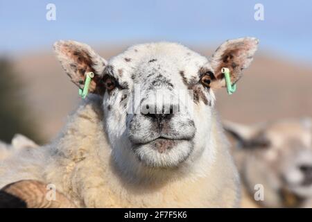 Cross ewe, Marbrack Farm, Castle Douglas, Écosse Banque D'Images