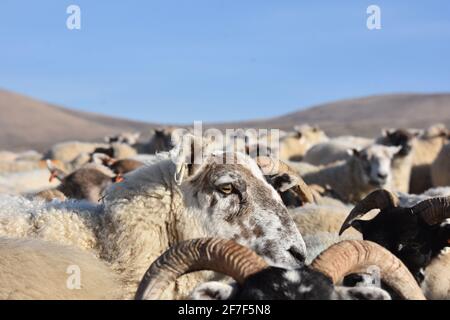 Cross ewe, Marbrack Farm, Castle Douglas, Écosse Banque D'Images