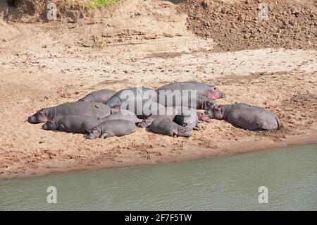 Hippopotame, Hexaprotodon liberiensis, réserve nationale de Masai Mara, Kenya, Afrique Banque D'Images