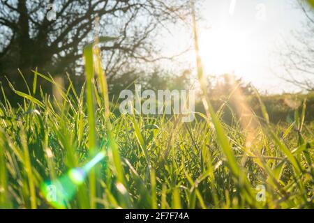 Concept de printemps et de croissance : vue latérale et gros plan sur l'herbe verte par temps ensoleillé. Faisceau de soleil brillant à travers les feuilles. Croissance de l'économie. Lumière du jour. Banque D'Images