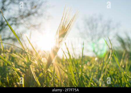 Concept de printemps et de croissance : vue latérale et gros plan sur l'herbe verte par temps ensoleillé. Faisceau de soleil brillant à travers les feuilles. Croissance de l'économie. Lumière du jour. Banque D'Images