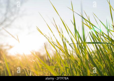 Concept de printemps et de croissance : vue latérale et gros plan sur l'herbe verte par temps ensoleillé. Faisceau de soleil brillant à travers les feuilles. Croissance de l'économie. Lumière du jour. Banque D'Images