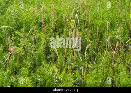 Tige fertile d'Equisetum arvense, ville d'Isehara, préfecture de Kanagawa, Japon Banque D'Images