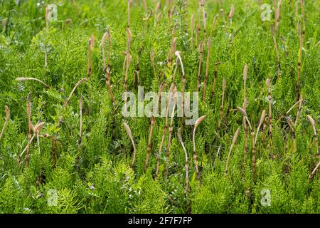 Tige fertile d'Equisetum arvense, ville d'Isehara, préfecture de Kanagawa, Japon Banque D'Images