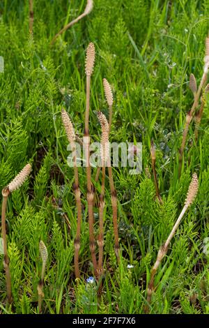 Tige fertile d'Equisetum arvense, ville d'Isehara, préfecture de Kanagawa, Japon Banque D'Images