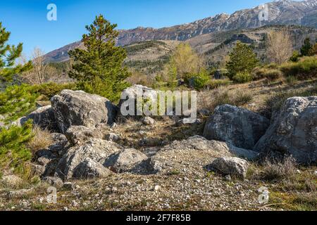 Panorama sur la montagne avec des pins noirs, des buissons et des rochers au premier plan. Parc national de Maiella, Abruzzes, Italie, Europe Banque D'Images