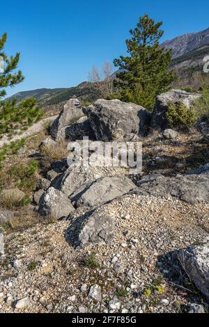 Panorama sur la montagne avec des pins noirs, des buissons et des rochers au premier plan. Parc national de Maiella, Abruzzes, Italie, Europe Banque D'Images