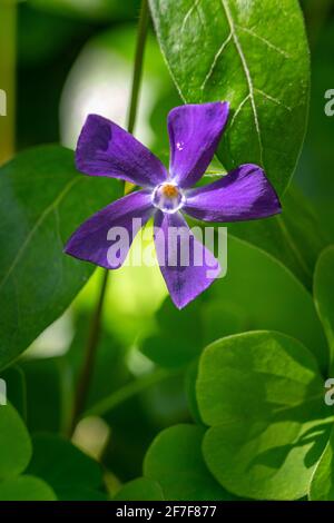 La fleur violette de l'herbacée Periwinkle, Vinca herbacea. Abruzzes, Italie, Europe Banque D'Images