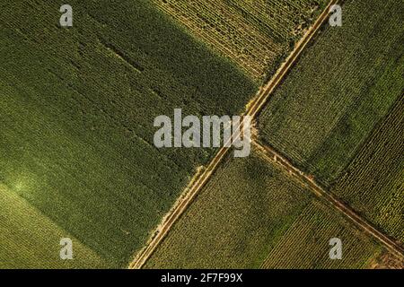 Vue aérienne de haut en bas de la route de terre à travers les champs cultivés de drone pov Banque D'Images