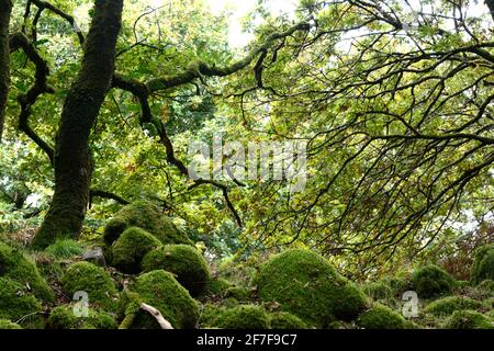 Poulains couverts de mousse au printemps Ty Canol Woods chêne ancien Gallois forêt Réserve naturelle mystique ancienne forêt Newport Pembrokeshire pays de Galles Cymru Banque D'Images