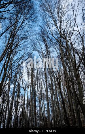 Bois et forêts italiens de l'arrière-pays ligurien dans le Parc d'Adelasia Banque D'Images