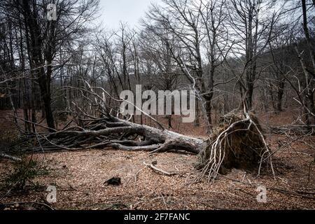 Bois et forêts italiens de l'arrière-pays ligurien dans le Parc d'Adelasia Banque D'Images