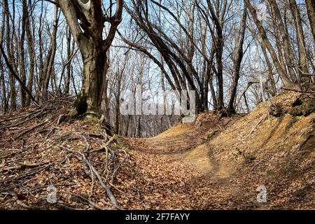 Bois et forêts italiens de l'arrière-pays ligurien dans le Parc d'Adelasia Banque D'Images