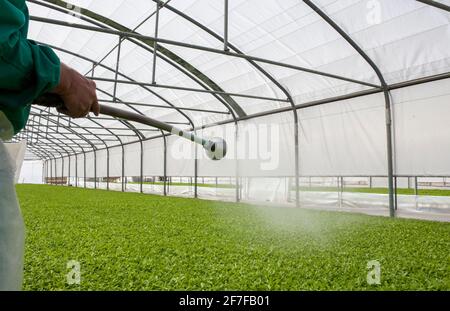 Ouvrier arrosant des plants de tomate en serre. Las Vegas Altas del Guadiana, Estrémadure, Espagne Banque D'Images