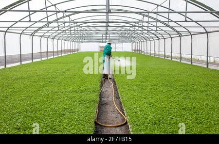 Ouvrier arrosant des plants de tomate en serre. Las Vegas Altas del Guadiana, Estrémadure, Espagne Banque D'Images