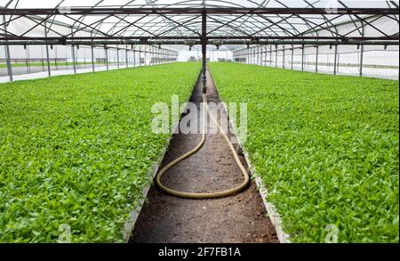 Système de gicleurs de tête aux plants de tomates en serre. Las Vegas Altas del Guadiana, Estrémadure, Espagne Banque D'Images