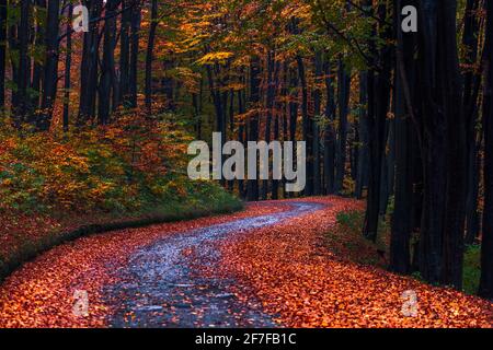 Route humide couverte de feuilles d'automne dans une forêt Banque D'Images