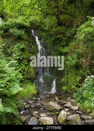 Chute d'eau Hollwobrook sur la côte d'Exmoor entre Woody Bay et Heddon's Mouth dans le parc national d'Exmoor, North Devon, Angleterre. Banque D'Images