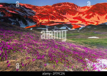 Vallée de montagne couverte de crocuses en fleurs Banque D'Images