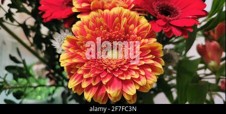 Bouquet de gerberas et autres fleurs. Banque D'Images