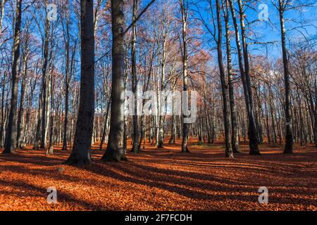Feuillage de feuilles rouges dans une vieille forêt de hêtre Banque D'Images