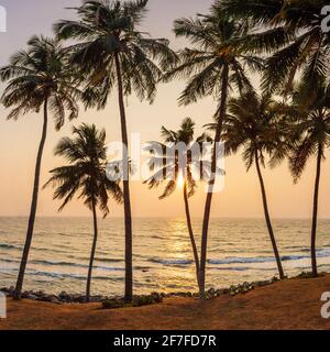 Un palmier et un beau coucher de soleil sur la plage noire de Varkala. Kerala, Inde Banque D'Images