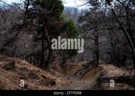 Bois et forêts italiens de l'arrière-pays ligurien dans le Parc d'Adelasia Banque D'Images