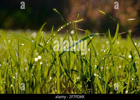 Au niveau de l'herbe au soleil. Gouttes de rosée sur les lames de l'herbe le matin. Banque D'Images