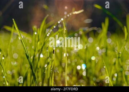 Rosée dans l'herbe le matin. La rosée tombe sur des lames simples d'herbe. Banque D'Images