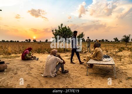 la famille des agriculteurs indiens s'assoit au milieu, prenant une pause dans le champ pendant la récolte de crops.beautiful nuages en arrière-plan. Banque D'Images