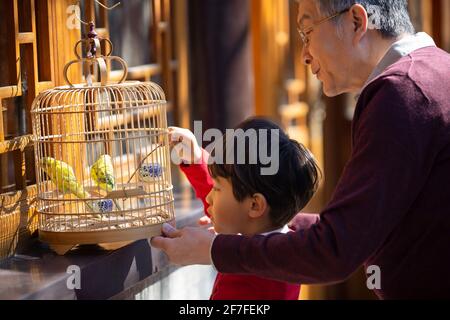 Grand-père et petit-fils heureux avec des oiseaux de compagnie dans la cage Banque D'Images