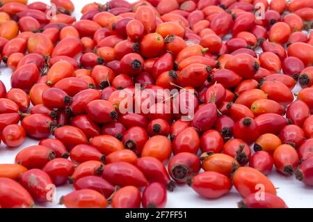 Hanche sur fond blanc. Baies médicinales. Rosa canina. Rose sauvage. Bague de hanche. Banque D'Images