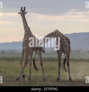 RÉSERVE NATIONALE DE MAASAI MARA, KENYA : la Neckking est utilisée entre les girafes pour établir la domination masculine. LES IMAGES BOURSOUDES D'ACTION révèlent le moment deux dix-huit Banque D'Images