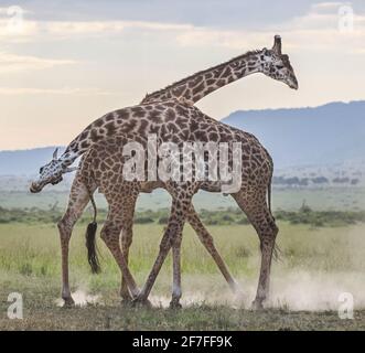 RÉSERVE NATIONALE DE MAASAI MARA, KENYA : les deux girafes se sont battus pour établir la domination. DES IMAGES BOURSOUDES D'ACTION révèlent le moment où deux mal de dix-huit pieds de haut Banque D'Images