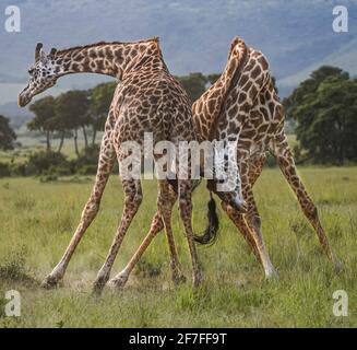 RÉSERVE NATIONALE DE MAASAI MARA, KENYA : les girafes balancent leur cou pour établir une hiérarchie. DES IMAGES RICHES EN ACTION révèlent le moment de deux mètres Banque D'Images