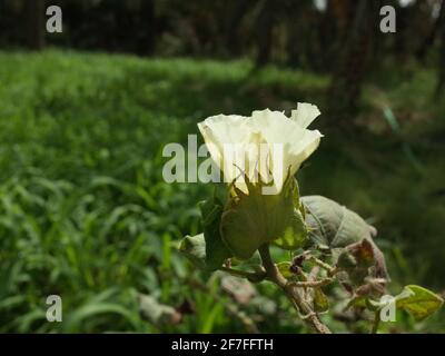 gros plan photo de la fleur de coton Banque D'Images