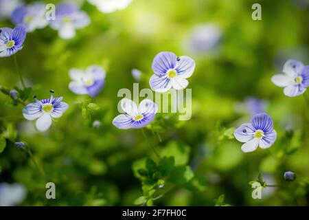 Fleurs bleues Veronica speedwell à proximité dans la prairie Banque D'Images