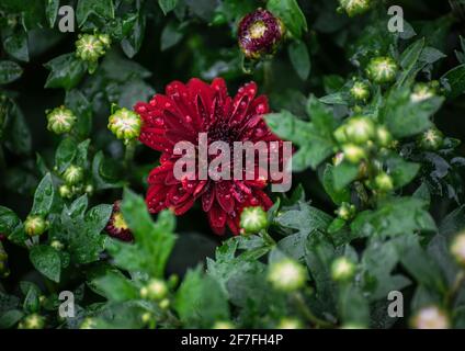 Fleur de chrysanthème en gouttes après une pluie de gros plan. Banque D'Images