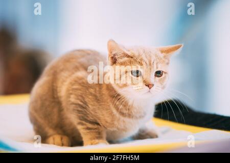 Petite chatte écossaise mignonne avec des oreilles droites sur un arrière-plan intérieur flou. Chaton écossais Banque D'Images
